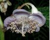image of Deinanthe caerulea