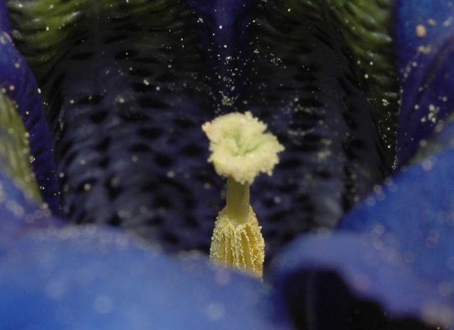 Gentianaceae Gentiana acaulis