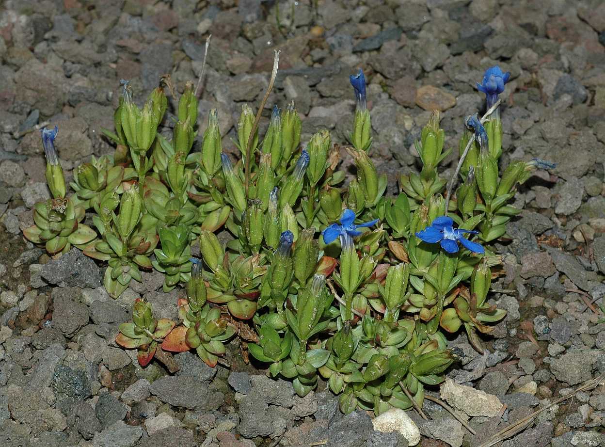 Gentianaceae Gentiana verna