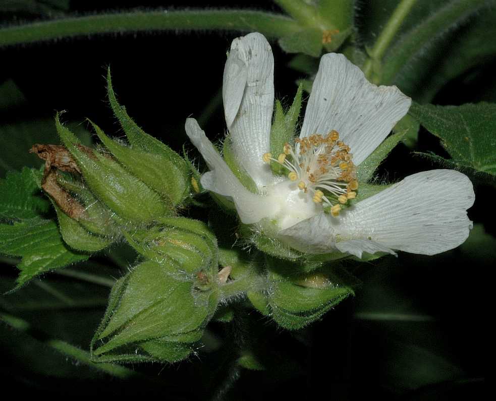 Malvaceae Kitaibela vitifolia