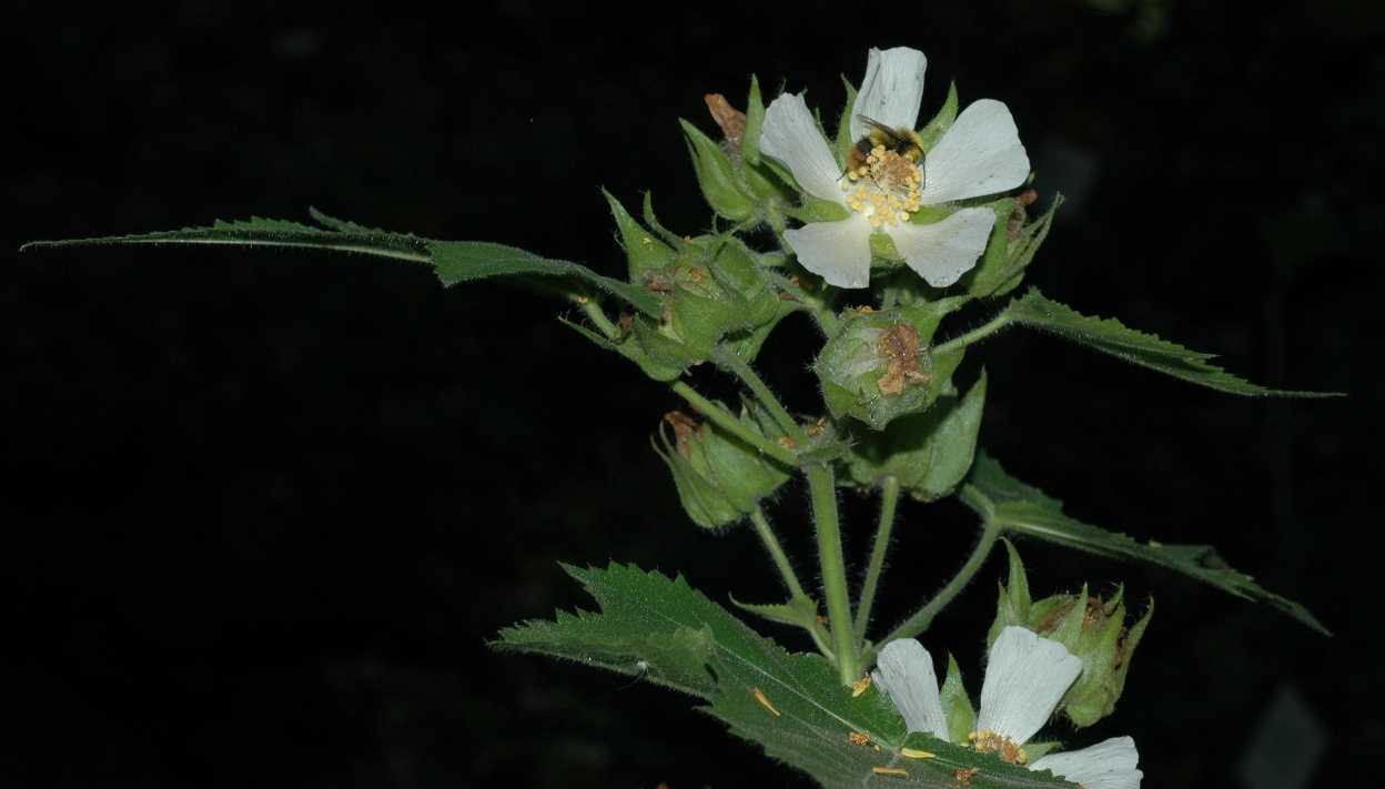 Malvaceae Kitaibela vitifolia