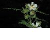 image of Kitaibela vitifolia