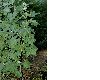 image of Kitaibela vitifolia