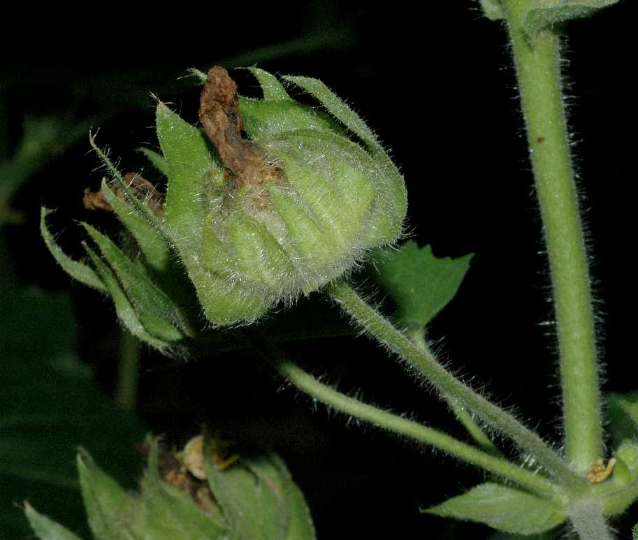 Malvaceae Kitaibela vitifolia