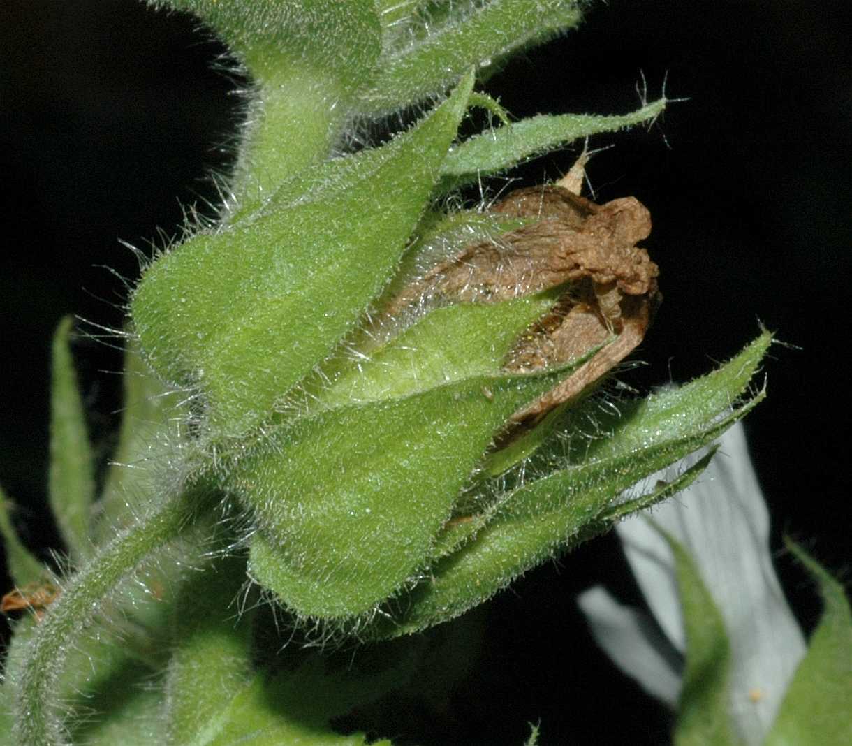 Malvaceae Kitaibela vitifolia
