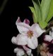 image of Daphne mezereum