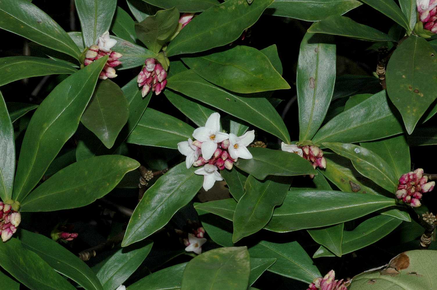 Thymelaeaceae Daphne odora