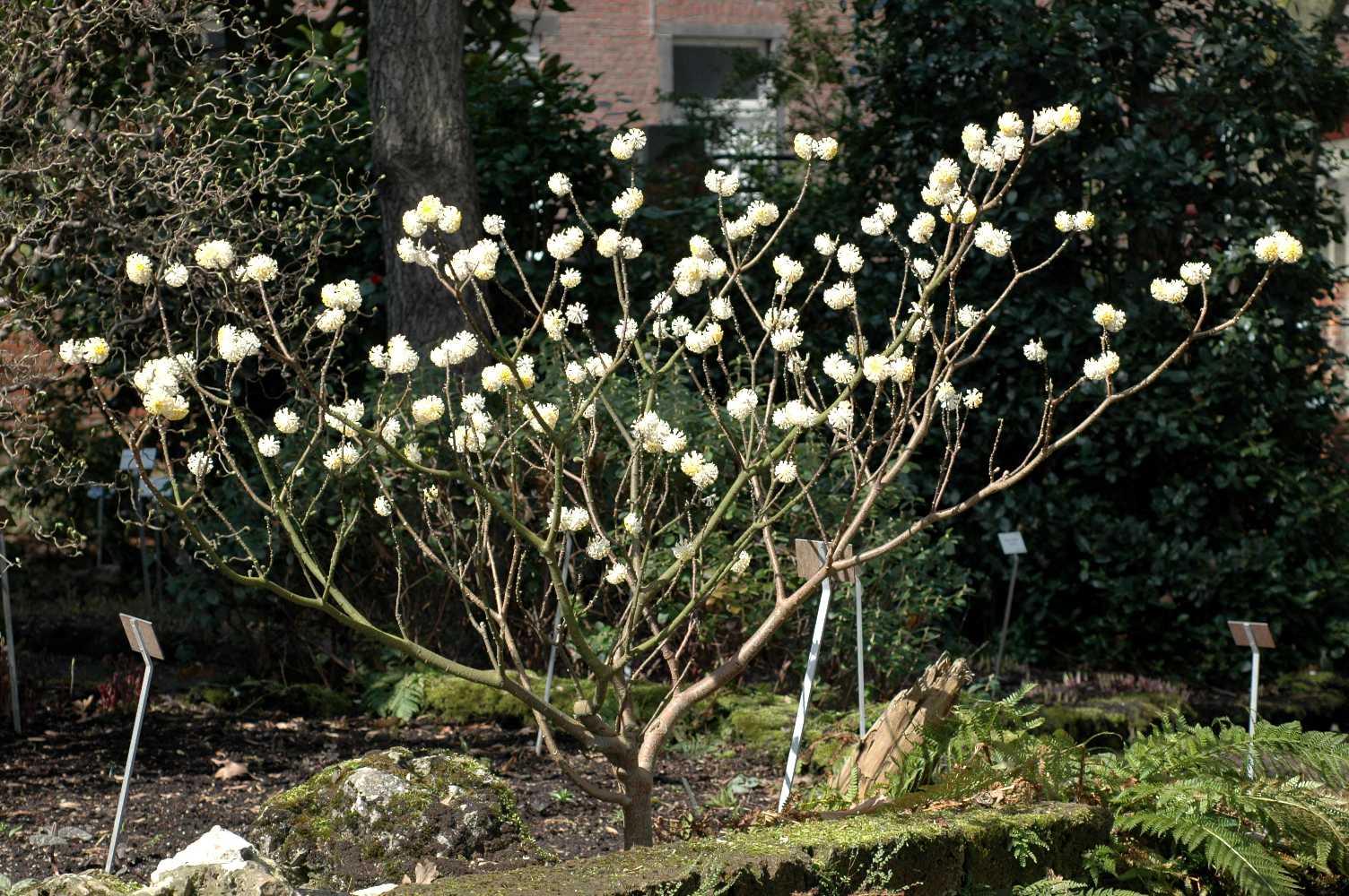Thymelaeaceae Edgeworthia chrysantha