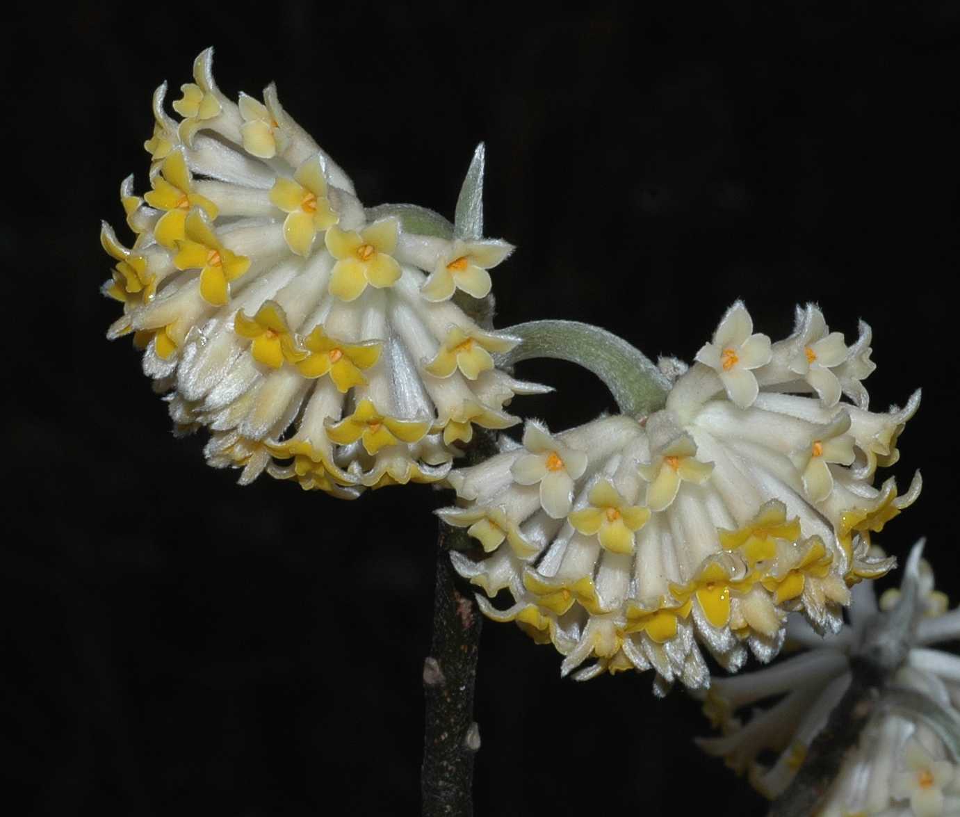 Thymelaeaceae Edgeworthia chrysantha