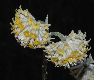 image of Edgeworthia chrysantha