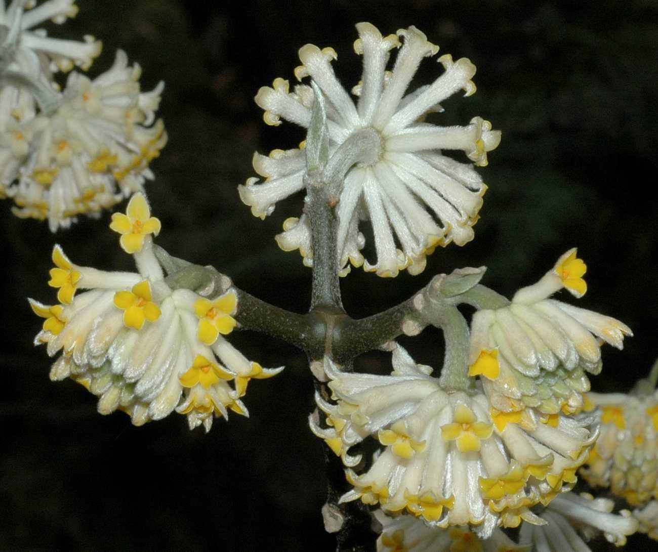 Thymelaeaceae Edgeworthia chrysantha