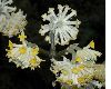 image of Edgeworthia chrysantha