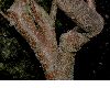 image of Edgeworthia chrysantha