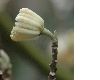 image of Edgeworthia chrysantha