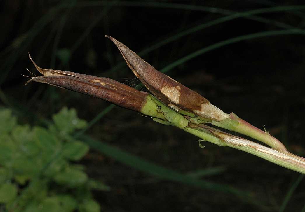 Bignoniaceae Incarvillea delavayi
