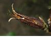 image of Incarvillea delavayi