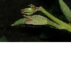 image of Incarvillea delavayi