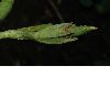 image of Incarvillea delavayi