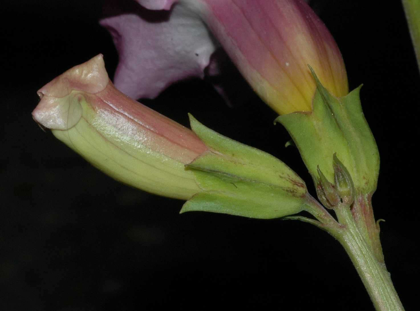 Bignoniaceae Incarvillea delavayi