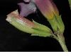 image of Incarvillea delavayi