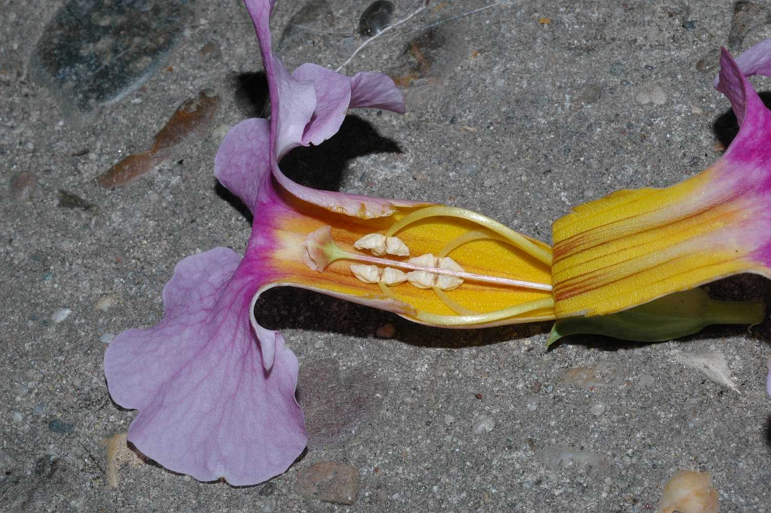 Bignoniaceae Incarvillea delavayi