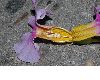 image of Incarvillea delavayi