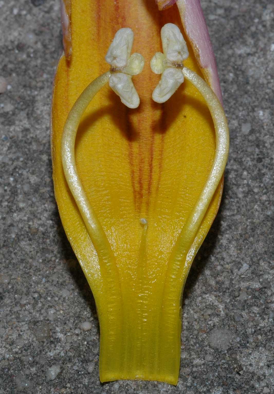 Bignoniaceae Incarvillea delavayi