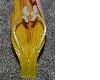 image of Incarvillea delavayi
