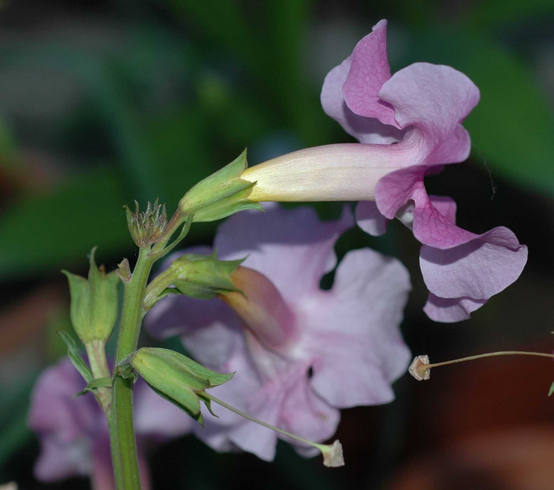 Bignoniaceae Incarvillea delavayi