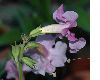 image of Incarvillea delavayi