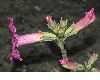 image of Incarvillea delavayi