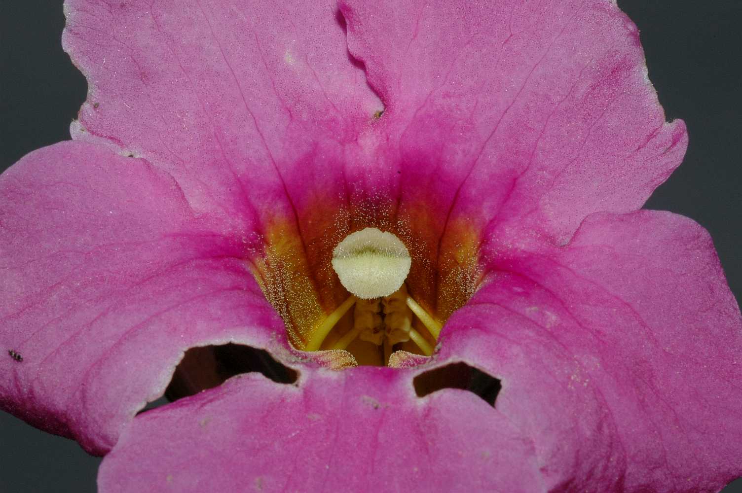 Bignoniaceae Incarvillea delavayi
