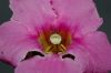 image of Incarvillea delavayi