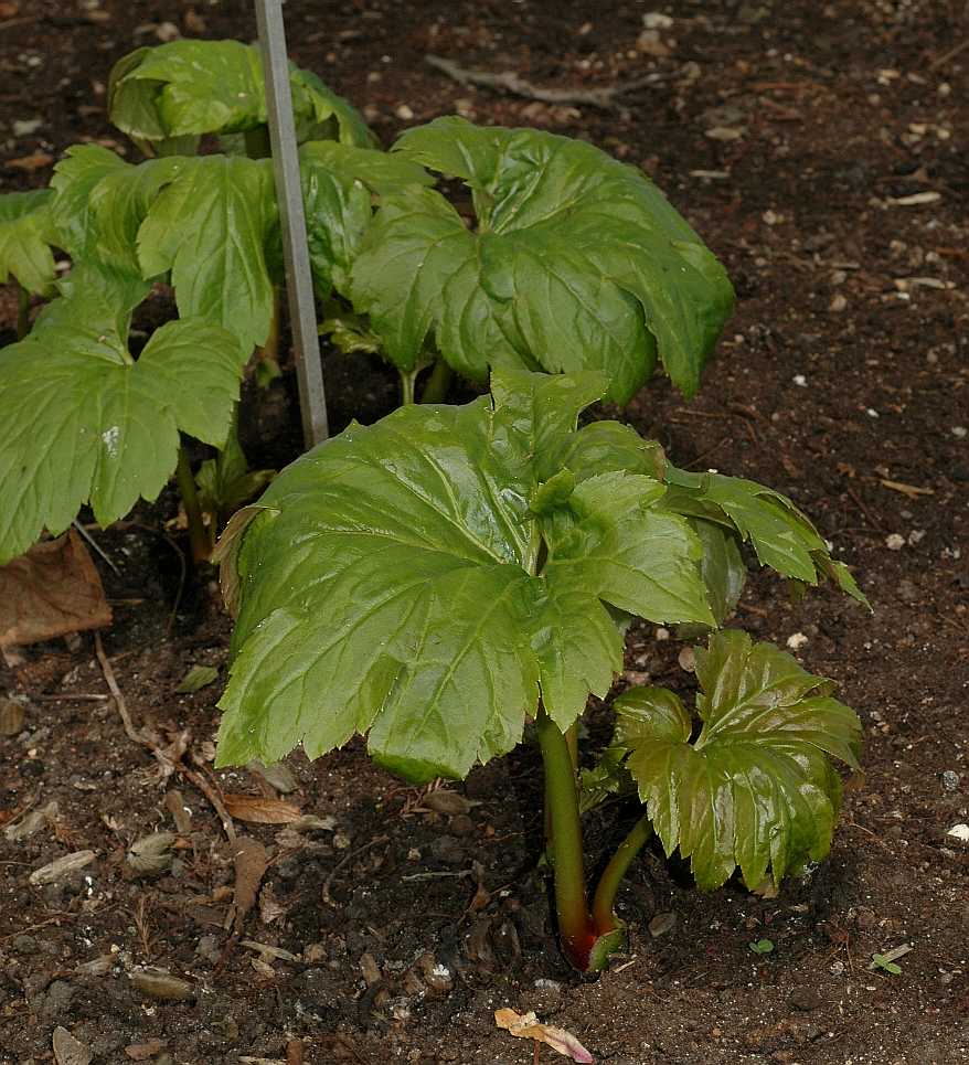 Saxifragaceae Mukdenia rossii