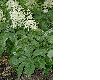 image of Rodgersia henrici