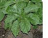 image of Rodgersia henrici