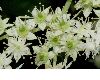 image of Rodgersia henrici