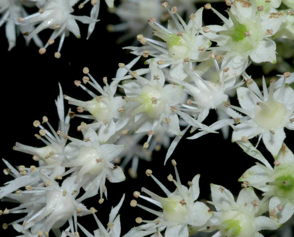 Saxifragaceae Rodgersia henrici