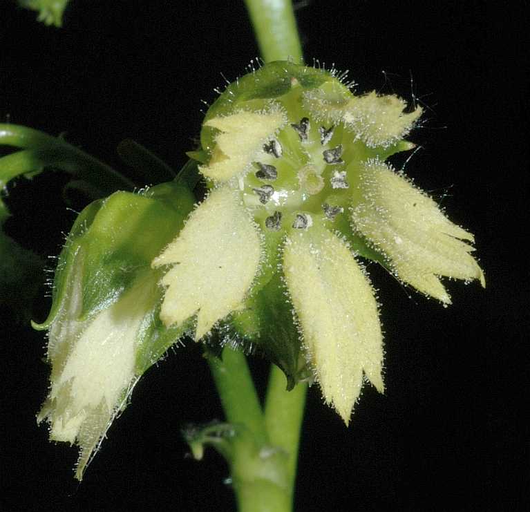 Saxifragaceae Peltoboykinia watanabei
