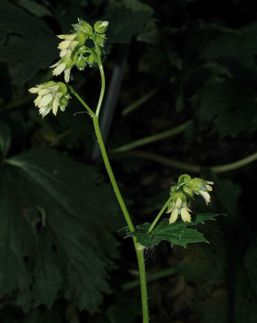 Saxifragaceae Peltoboykinia watanabei