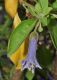 image of Acnistus arborescens