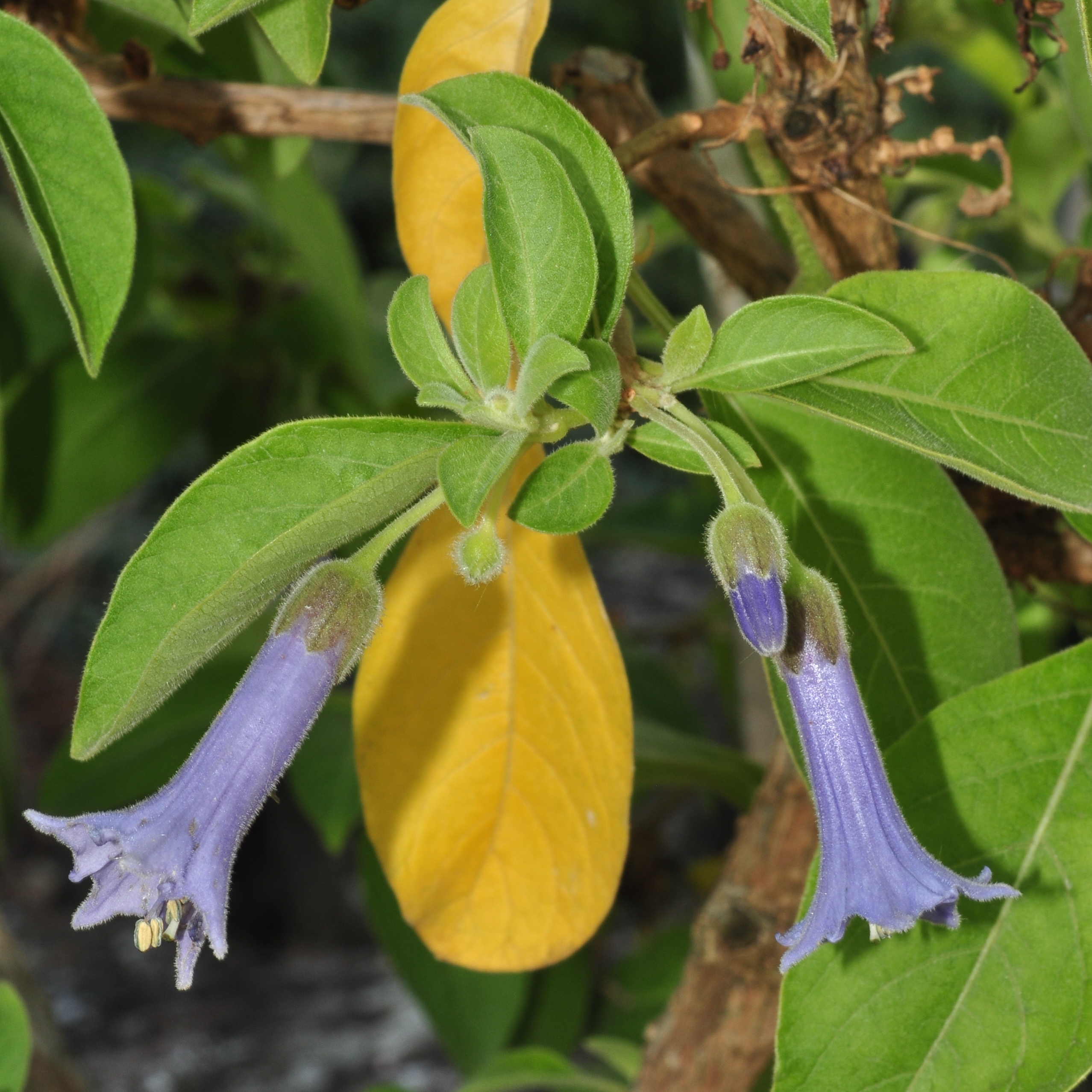 Solanaceae Acnistus arborescens
