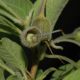 image of Acnistus arborescens