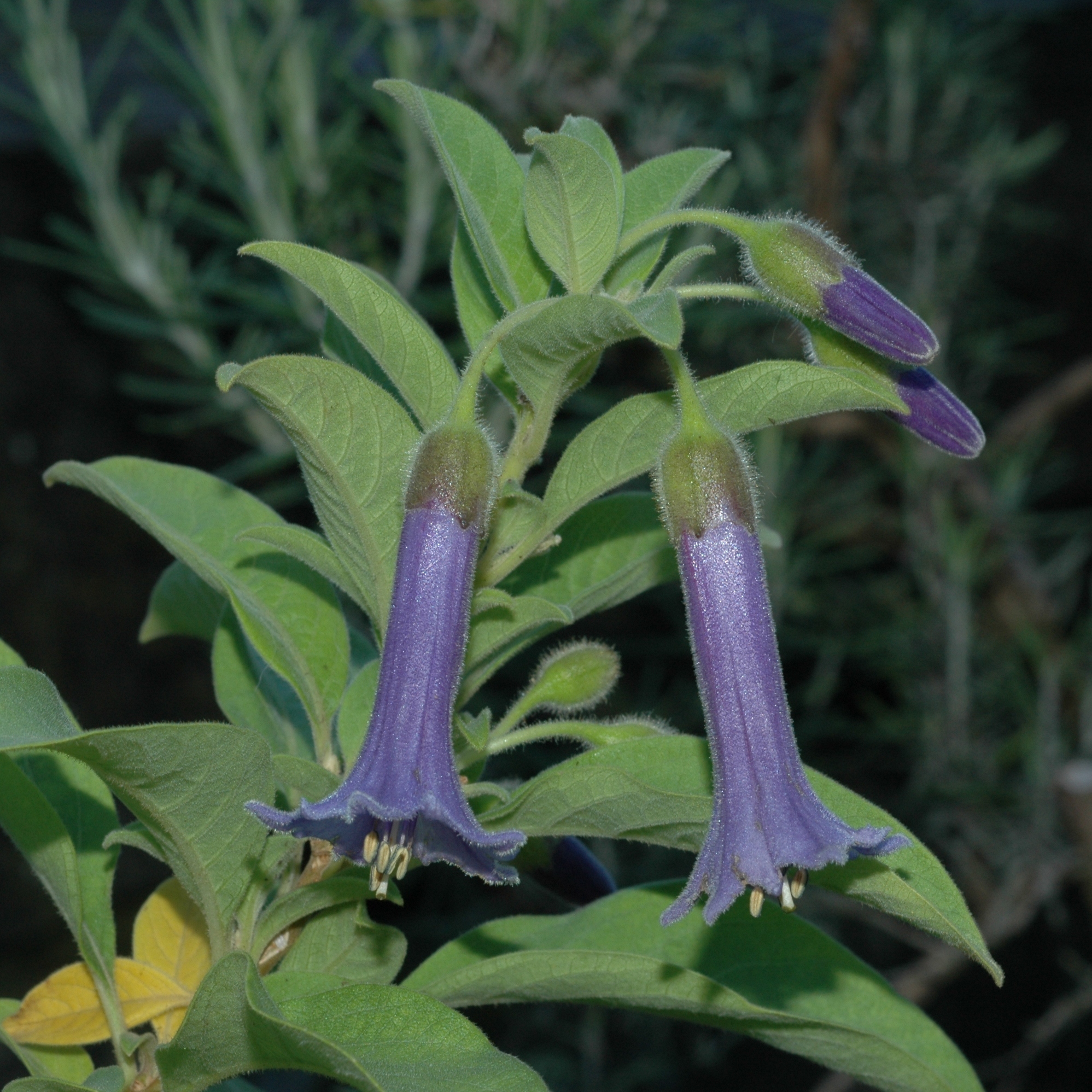 Solanaceae Acnistus arborescens
