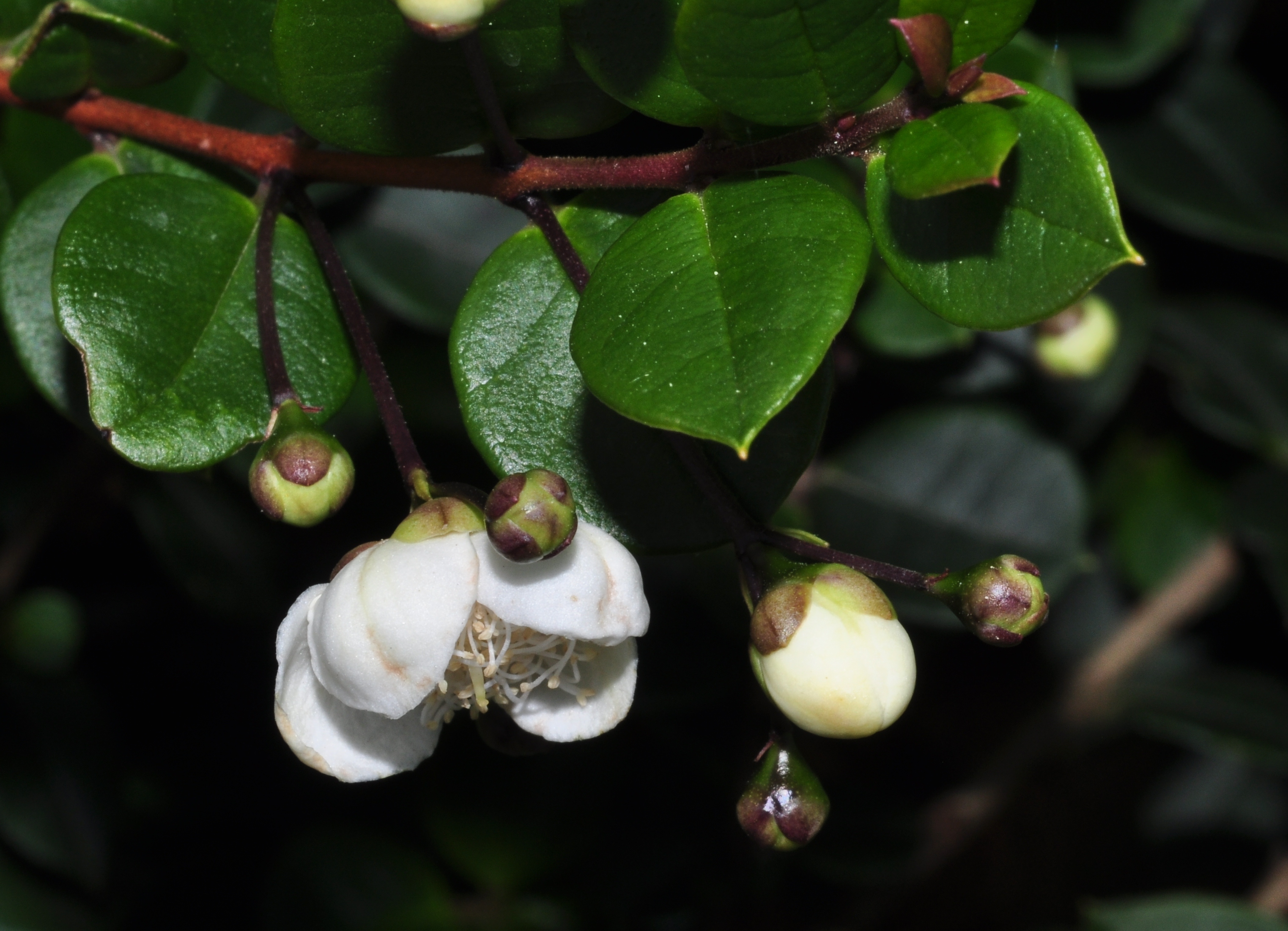 Myrtaceae Luma apiculata