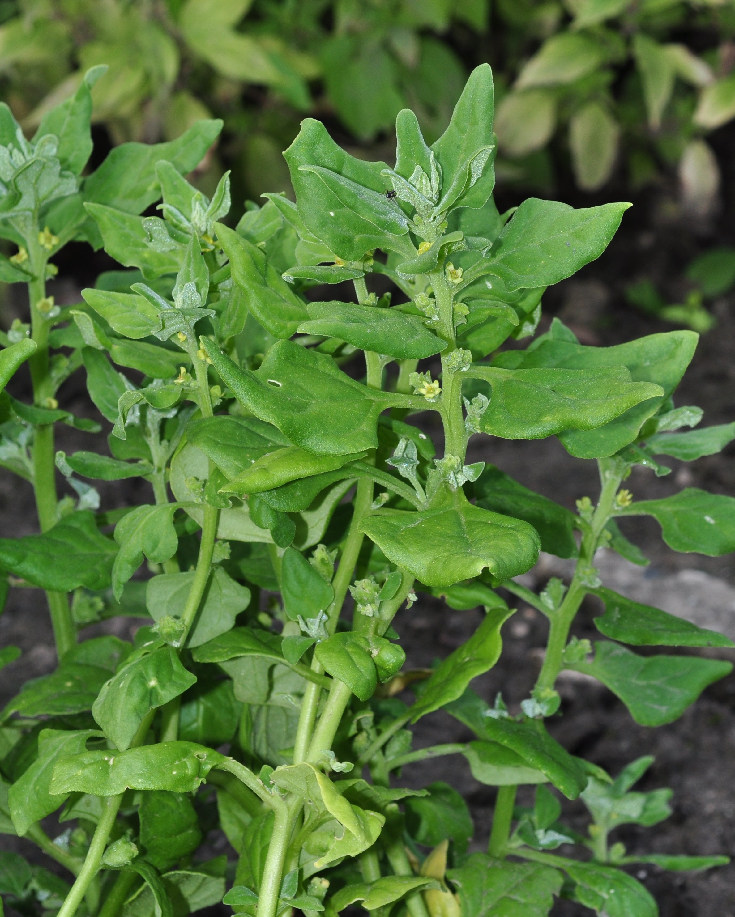 Aizoaceae Tetragonia Tetragonoides
