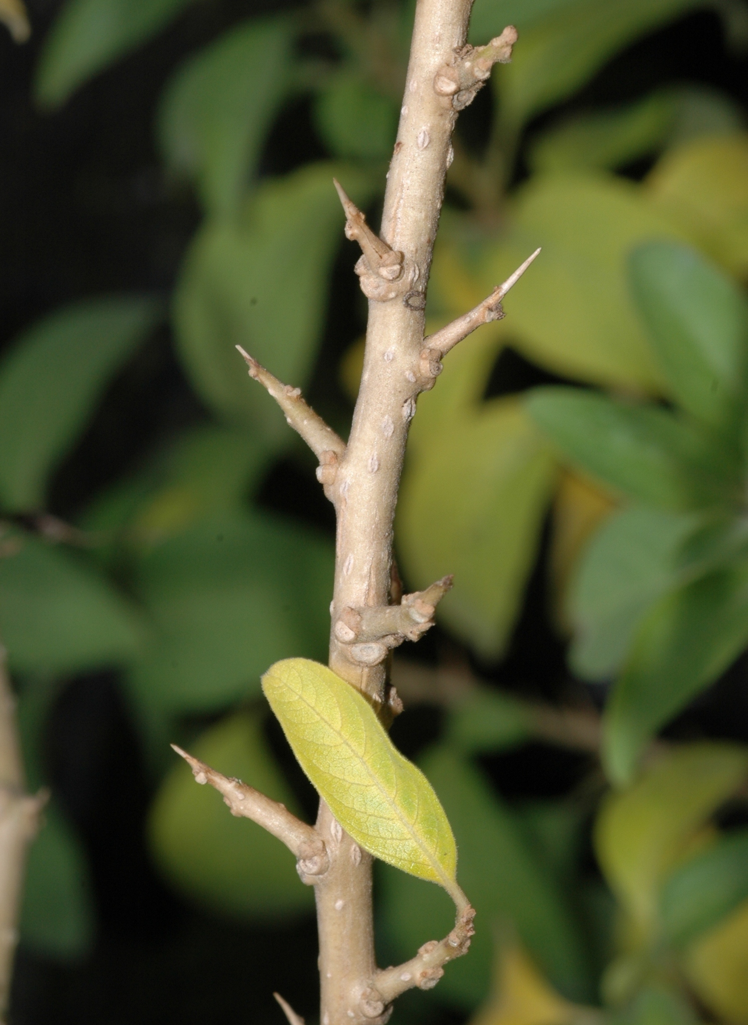 Solanaceae Acnistus arborescens