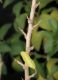 image of Acnistus arborescens