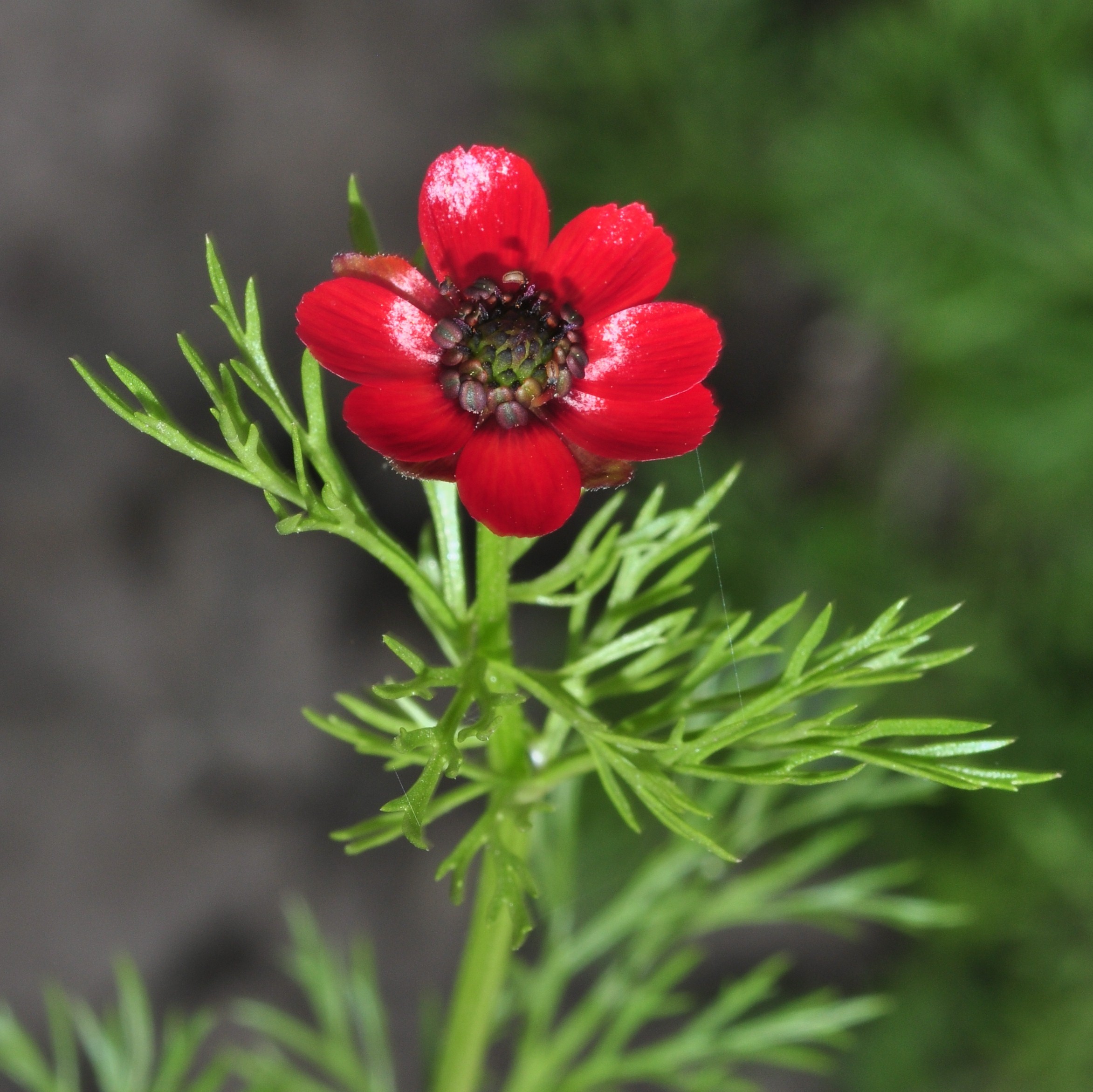 Ranunculaceae Adonis aestivalis