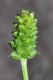 image of Adonis aestivalis